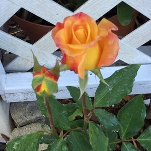 Meet your Posher, Linda